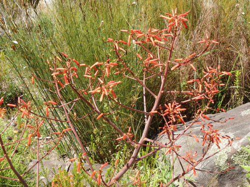 Kirstenbosch National Botanical Garden.